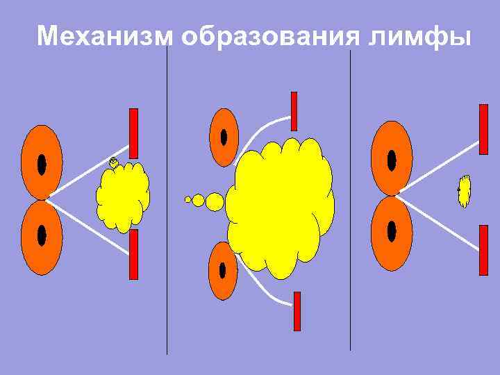 Механизм образования лимфы 