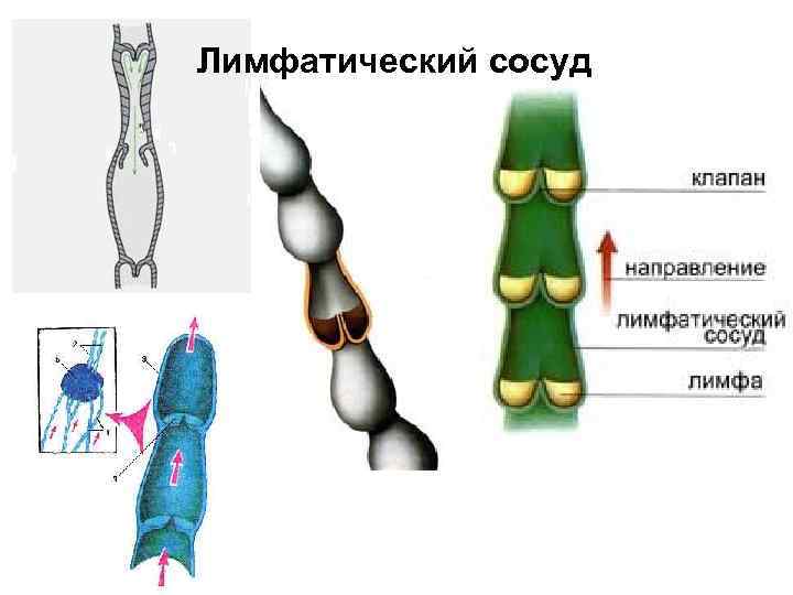 Лимфатический сосуд 