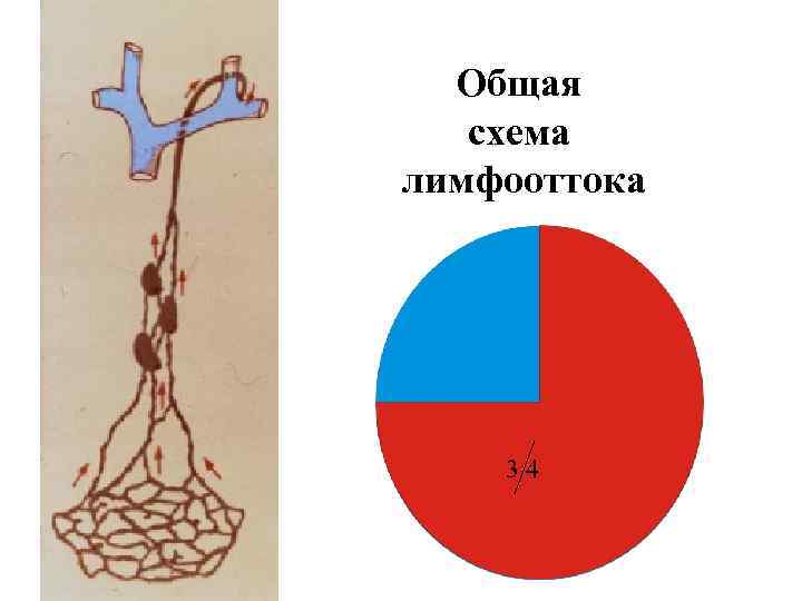  Общая схема лимфооттока 34 