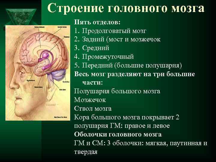 Строение головного мозга Пять отделов: 1. Продолговатый мозг 2. Задний (мост и мозжечок 3.