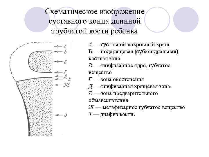 Схематическое изображение суставного конца длинной трубчатой кости ребенка А — суставной покровный хрящ Б