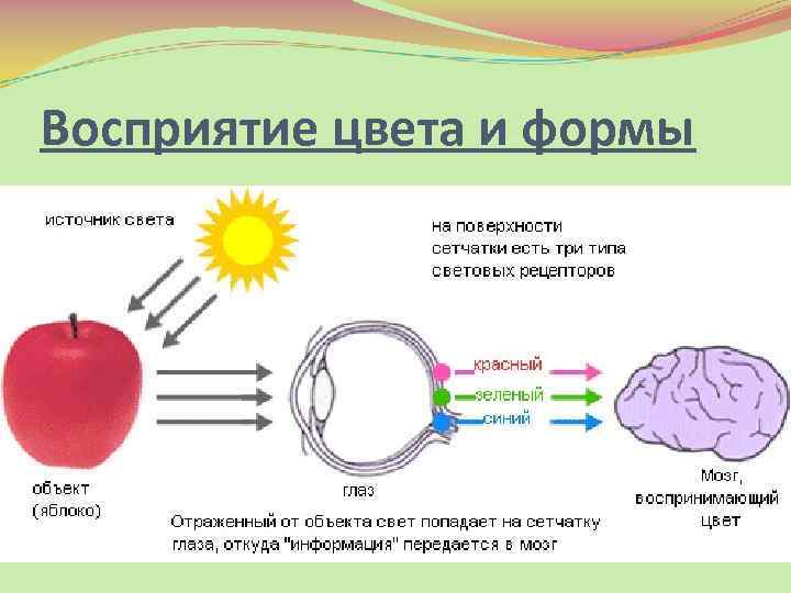 Схема восприятия информации