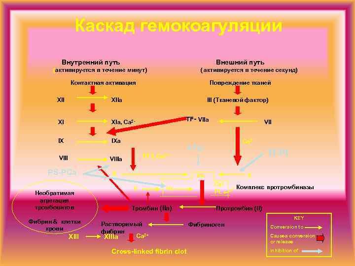 Гемокоагуляция это. Механизм гемокоагуляции.