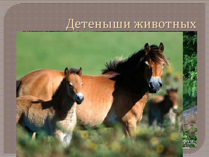 Детеныши животных 