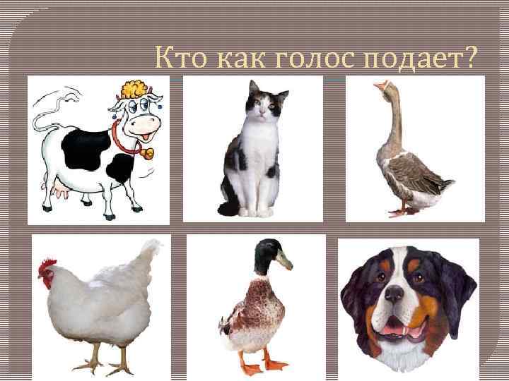 Кто как голос подает? 