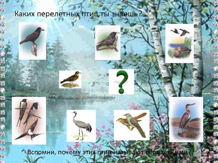 Каких перелетных птиц ты знаешь? Вспомни, почему этих птиц называют перелетными? 