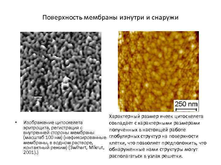 Поверхность мембраны изнутри и снаружи • Характерный размер ячеек цитоскелета Изображение цитоскелета совпадает с