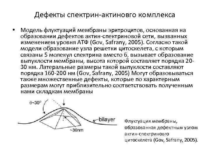 Дефекты спектрин-актиновго комплекса • Модель флуктуаций мембраны эритроцитов, основанная на образовании дефектов актин-спектриновой сети,