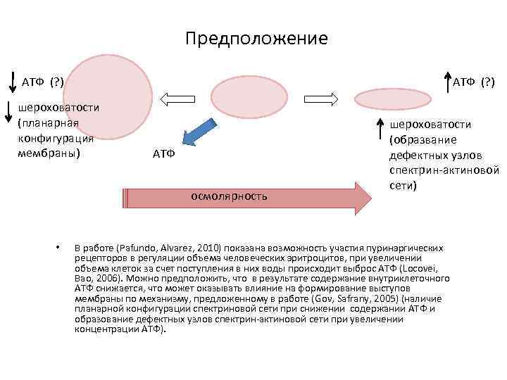 Предположение АТФ (? ) шероховатости (планарная конфигурация мембраны) АТФ осмолярность • шероховатости (образвание дефектных