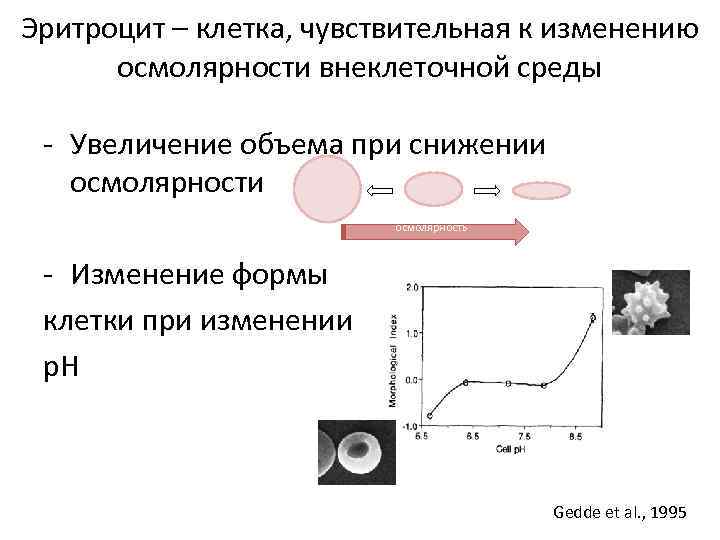 Эритроцит – клетка, чувствительная к изменению осмолярности внеклеточной среды - Увеличение объема при снижении