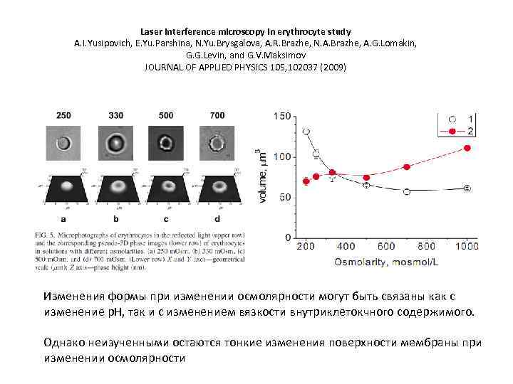 Laser interference microscopy in erythrocyte study A. I. Yusipovich, E. Yu. Parshina, N. Yu.