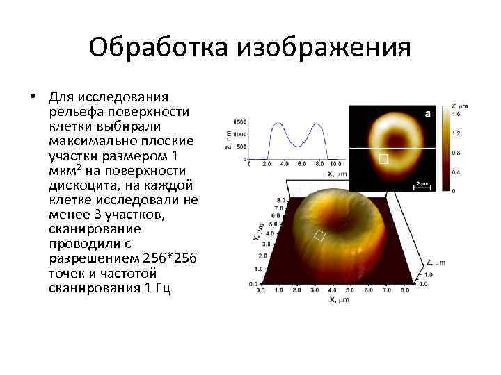 Обработка изображения • Для исследования рельефа поверхности клетки выбирали максимально плоские участки размером 1