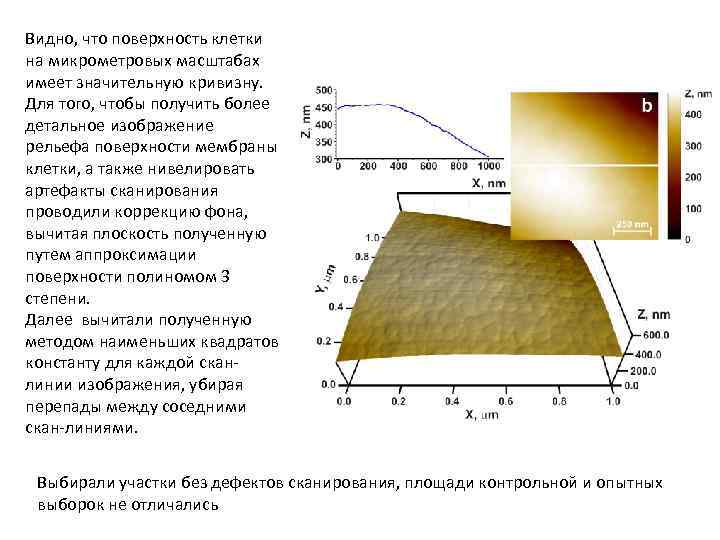 Видно, что поверхность клетки на микрометровых масштабах имеет значительную кривизну. Для того, чтобы получить