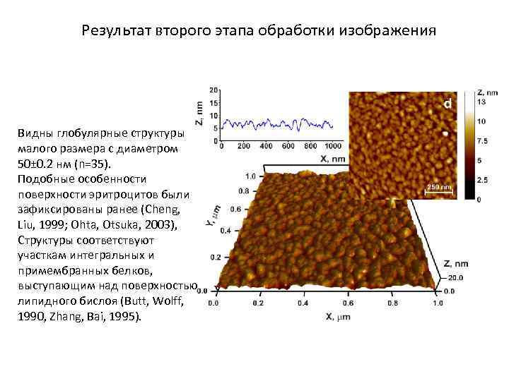 Результат второго этапа обработки изображения Видны глобулярные структуры малого размера с диаметром 50± 0.