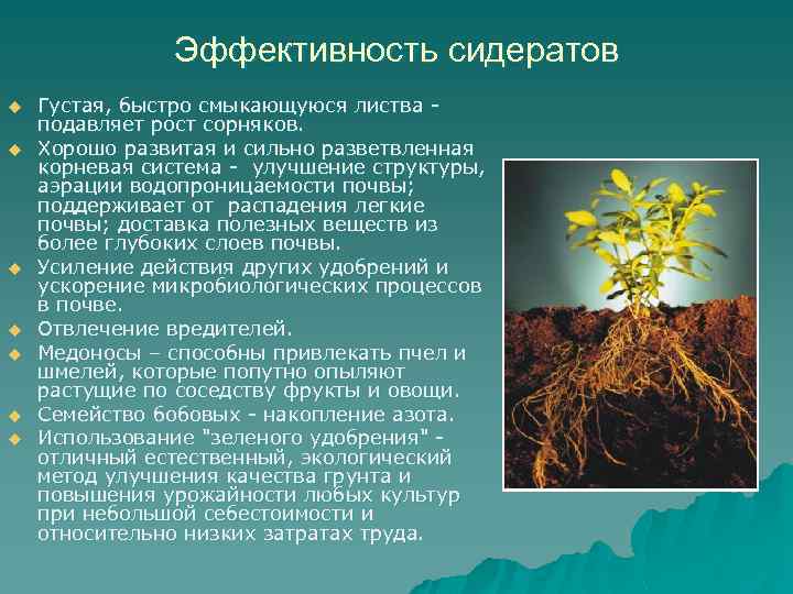 Эффективность сидератов u u u u Густая, быстро смыкающуюся листва - подавляет рост сорняков.