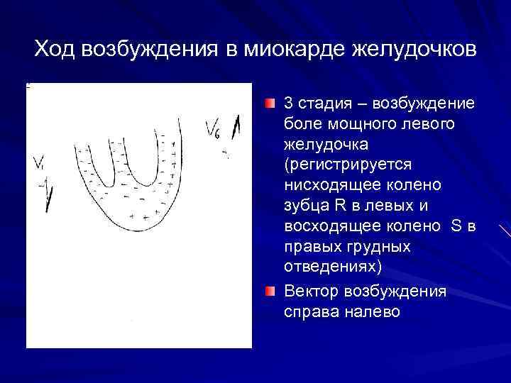 Ход возбуждения в миокарде желудочков 3 стадия – возбуждение боле мощного левого желудочка (регистрируется