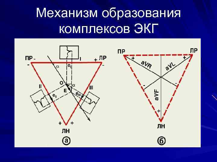 Механизм образования комплексов ЭКГ 