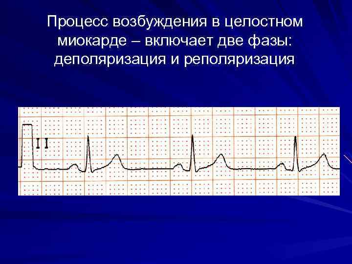 Процесс возбуждения в целостном миокарде – включает две фазы: деполяризация и реполяризация 