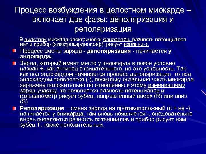 Процесс возбуждения в целостном миокарде – включает две фазы: деполяризация и реполяризация В диастолу