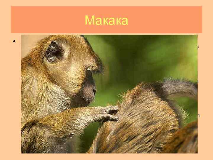  Макака • Длина макак: тела 40 -75 см, хвоста 5 -70 см. Масса