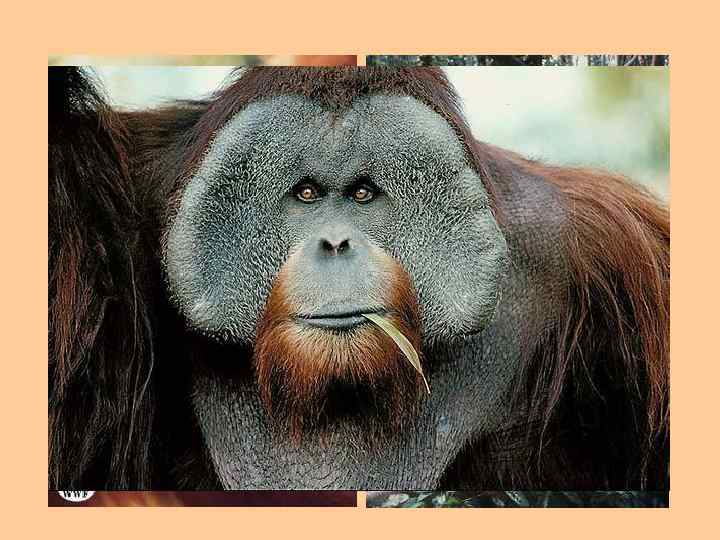 Высшие человекообразные обезьяны 