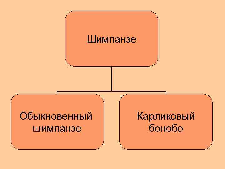 Обыкновенный шимпанзе 