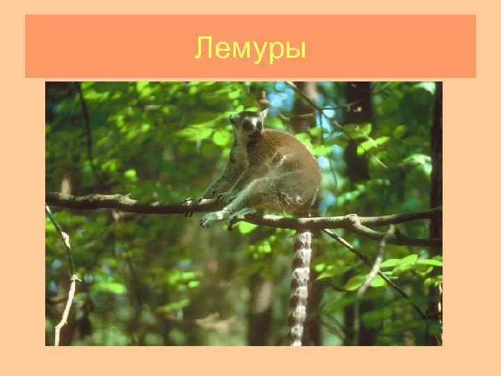 Лемуры 