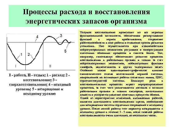 Процессы расхода и восстановления энергетических запасов организма I - работа, II - отдых; 1