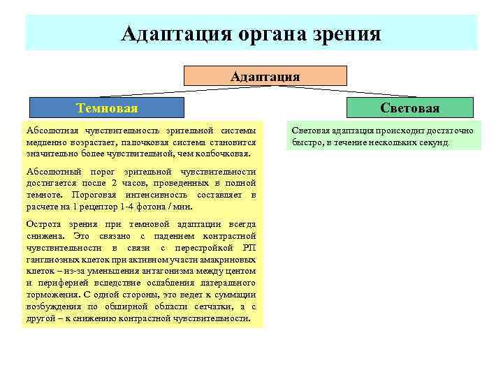  Адаптация органа зрения Адаптация Темновая Световая Абсолютная чувствительность зрительной системы Световая адаптация происходит