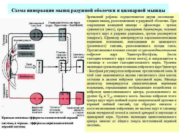  Схема иннервации мышц радужной оболочки и цилиарной мышцы Зрачковый рефлекс осуществляется двумя системами