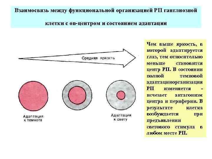 Взаимосвязь между функциональной организацией РП ганглиозной клетки с оn центром и состоянием адаптации Чем