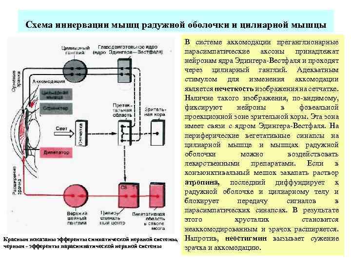  Схема иннервации мышц радужной оболочки и цилиарной мышцы В системе аккомодации преганглионарные парасимпатические