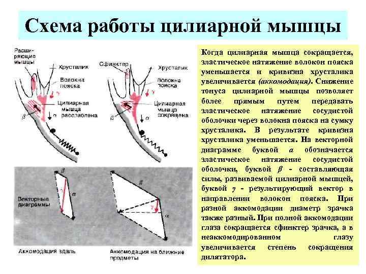 Схема работы цилиарной мышцы Когда цилиарная мышца сокращается, эластическое натяжение волокон пояска уменьшается и