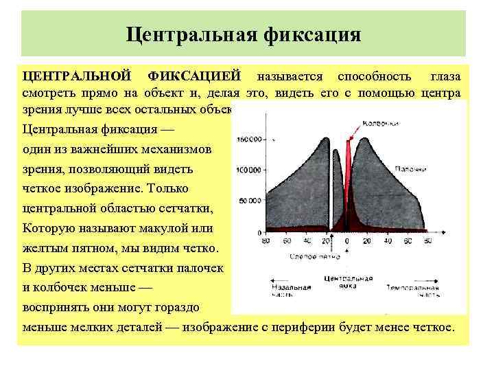  Центральная фиксация ЦЕНТРАЛЬНОЙ ФИКСАЦИЕЙ называется способность глаза смотреть прямо на объект и, делая