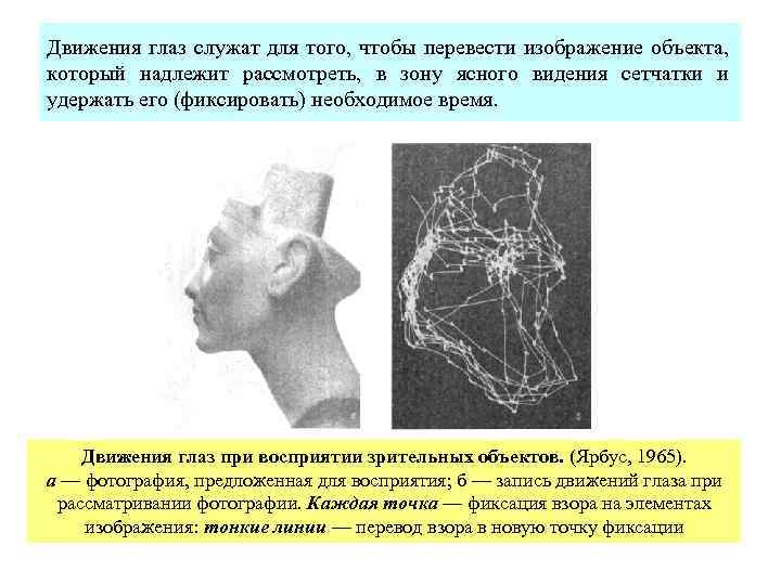 Движения глаз служат для того, чтобы перевести изображение объекта, который надлежит рассмотреть, в зону
