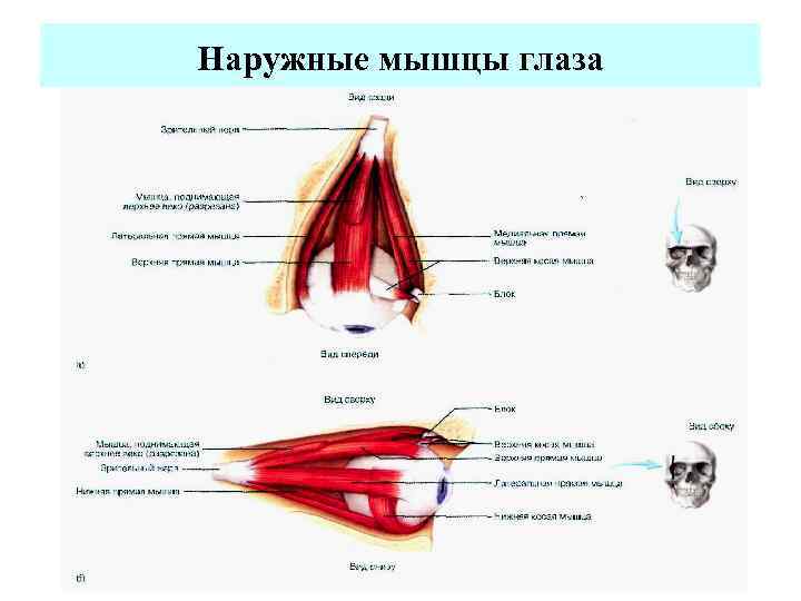 Наружные мышцы глаза 