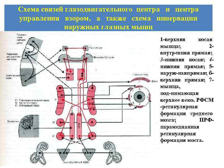 Схема связей глазодвигательного центра и центра управления взором, а также схема иннервации наружных глазных