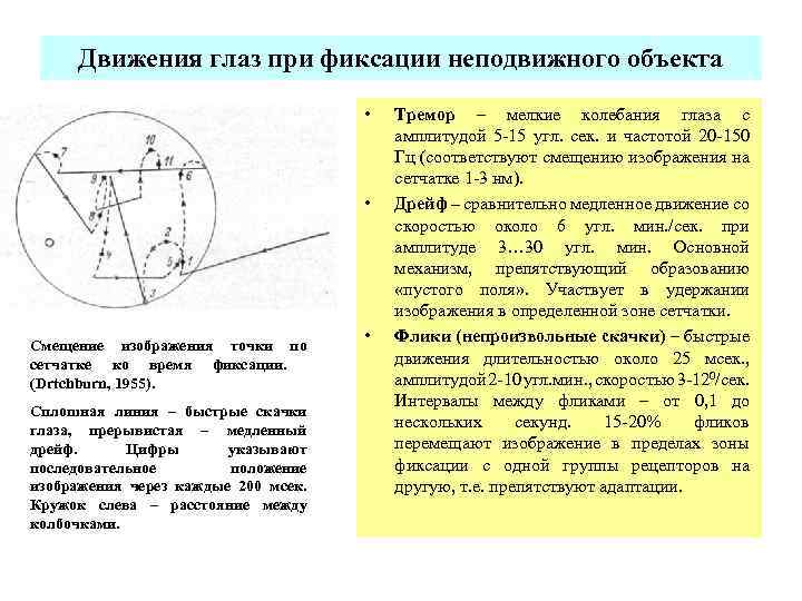  Движения глаз при фиксации неподвижного объекта • Тремор – мелкие колебания глаза с