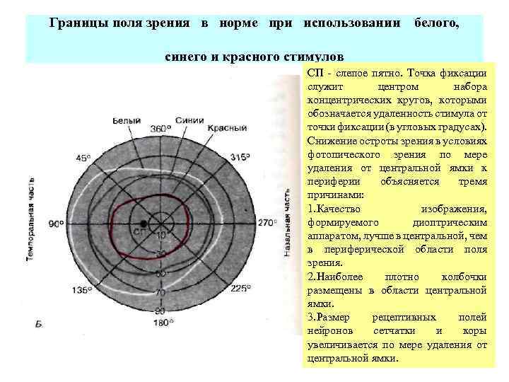 Границы поля зрения. Поля зрения в норме схема. Поля зрения на цвета в норме. Поля зрения в норме схема в норме. Определение полей зрения норма.