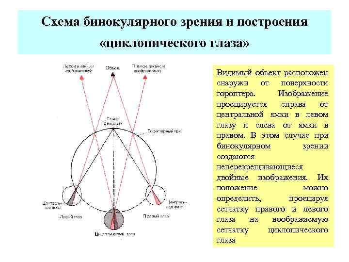 Схема бинокулярного зрения и построения «циклопического глаза» Видимый объект расположен снаружи от поверхности гороптера.