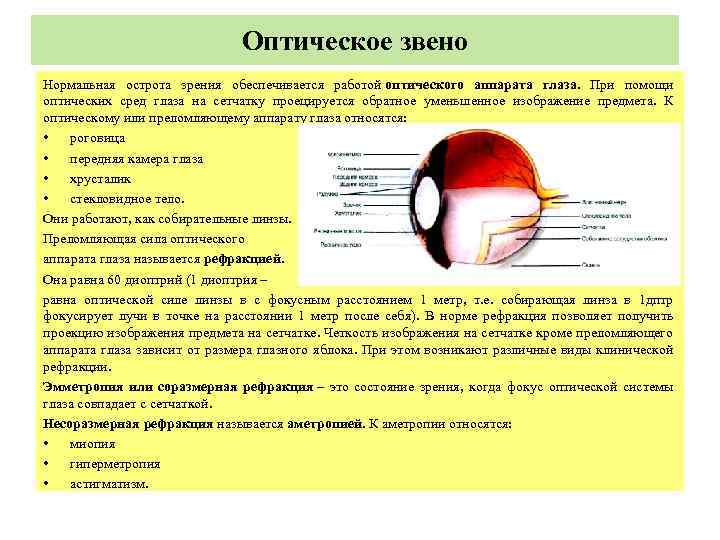 Каков размер изображения двухметрового верблюда на сетчатке вытаращенных от удивления глаз боцмана