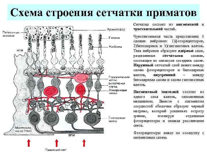 Схема строения сетчатки приматов Сетчатка состоит из пигментной и чувствительной частей. Чувствительная часть представлена