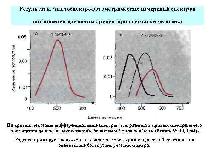  Результаты микроспектрофотометрических измерений спектров поглощения одиночных рецепторов сетчатки человека На кривых показаны дифференциальные