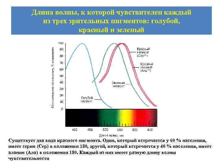  Длина волны, к которой чувствителен каждый из трех зрительных пигментов: голубой, красный и