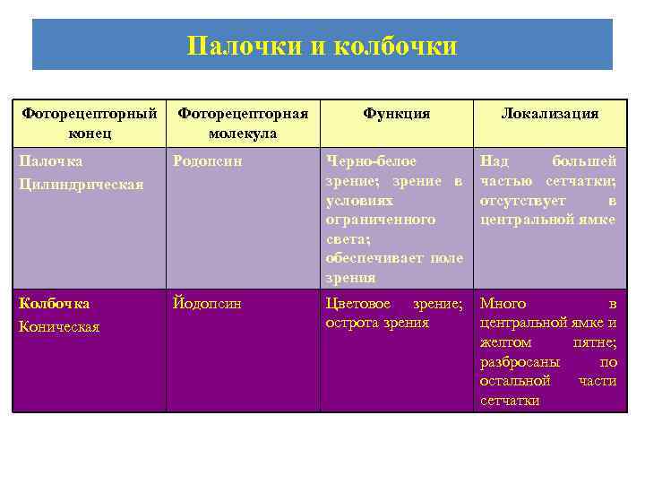  Палочки и колбочки Фоторецепторный Фоторецепторная Функция Локализация конец молекула Палочка Родопсин Черно белое