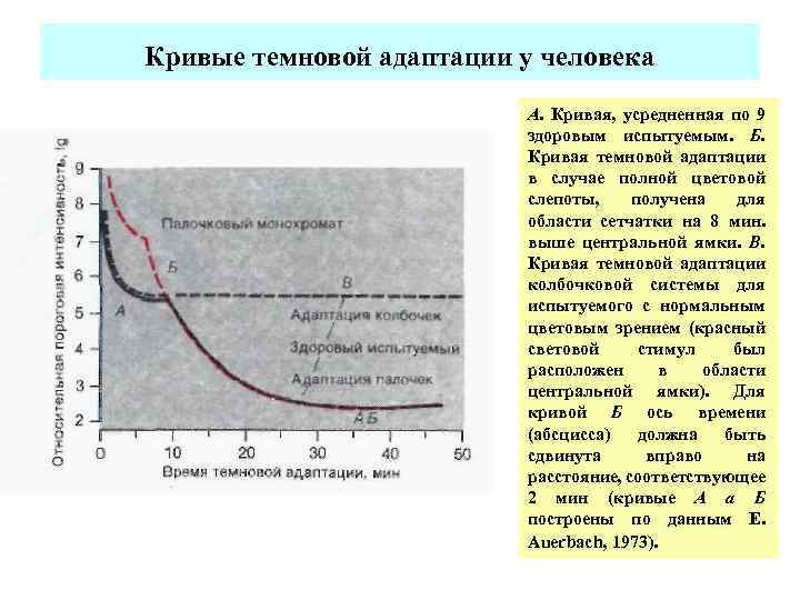 Кривые темновой адаптации у человека А. Кривая, усредненная по 9 здоровым испытуемым. Б. Кривая