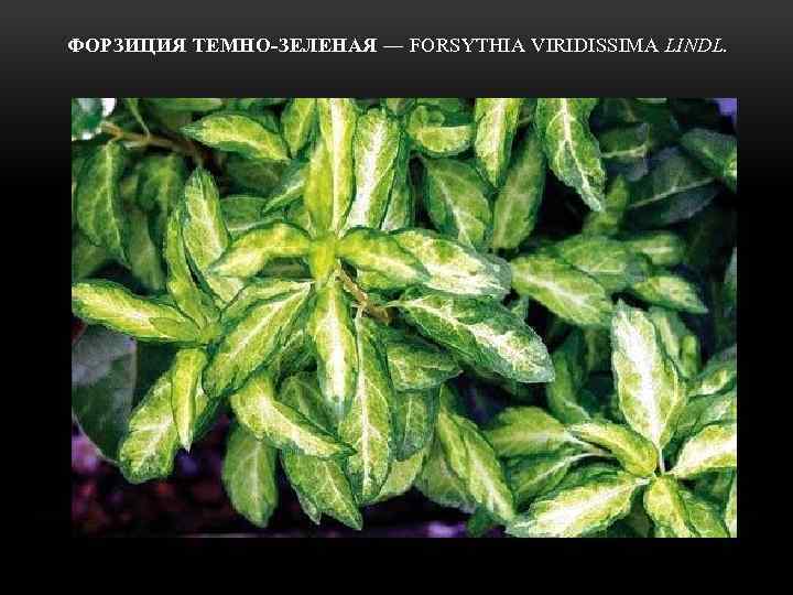  ФОРЗИЦИЯ ТЕМНО-ЗЕЛЕНАЯ — FORSYTHIA VIRIDISSIMA LINDL. 