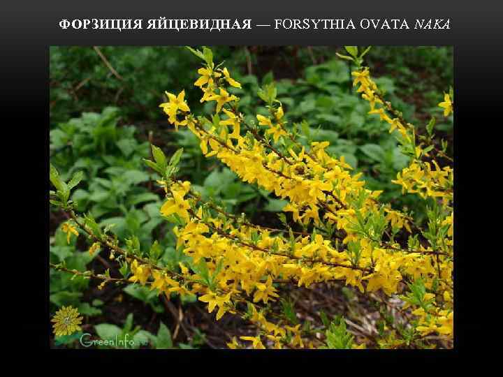  ФОРЗИЦИЯ ЯЙЦЕВИДНАЯ — FORSYTHIA OVATA NAKA 