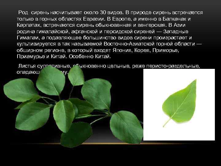  Род сирень насчитывает около 30 видов. В природе сирень встречается только в горных
