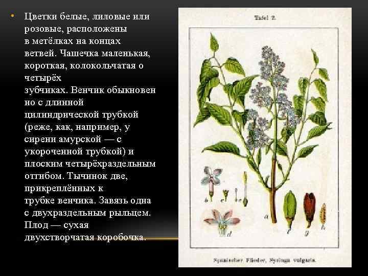  • Цветки белые, лиловые или розовые, расположены в метёлках на концах ветвей. Чашечка